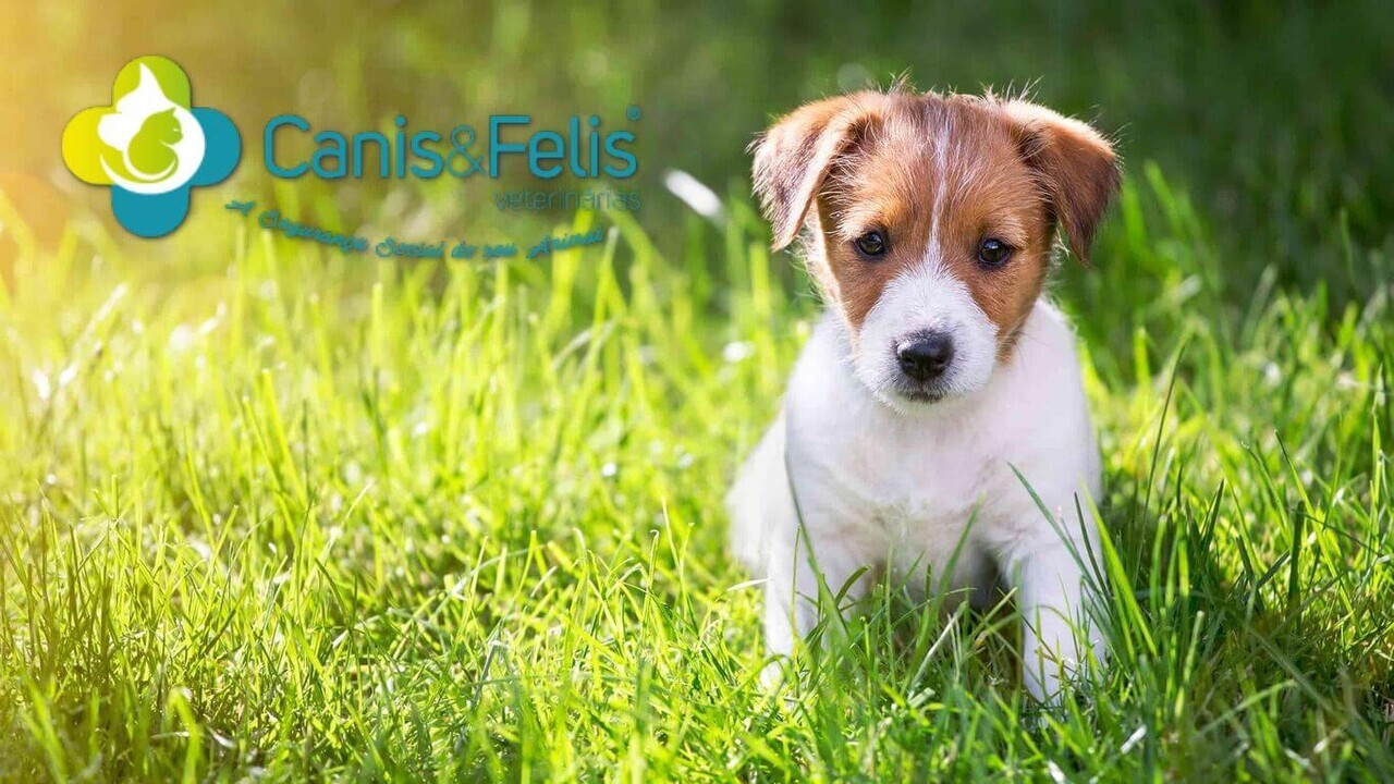 Canis & Felis - Clínica Veterinária da Amora