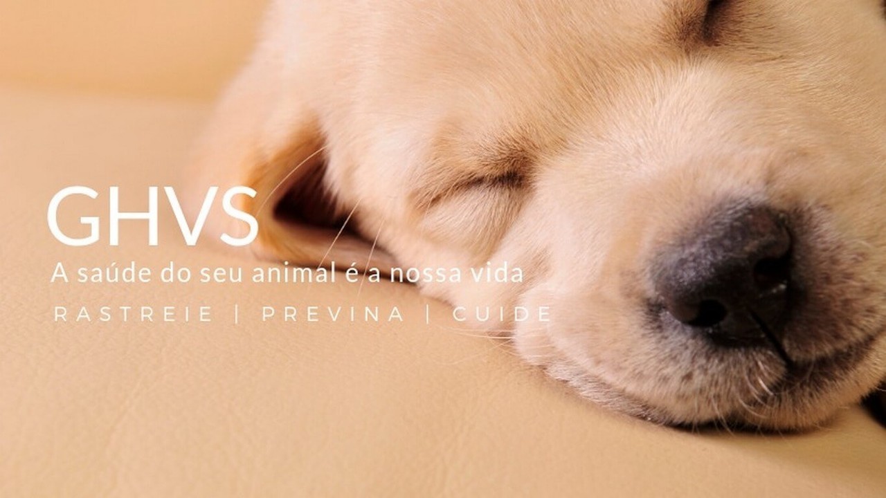 Amoravet - Clínica Veterinária da Amora